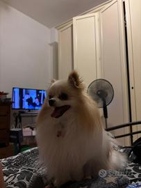 Volpino maschio per accoppiamento