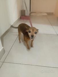 chihuahua pinker 