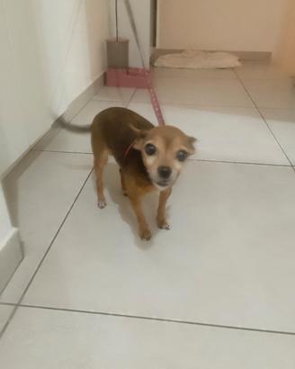 chihuahua pinker 