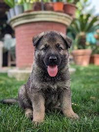 Cuccioli di pastore tedesco