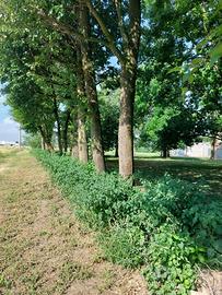 Legna