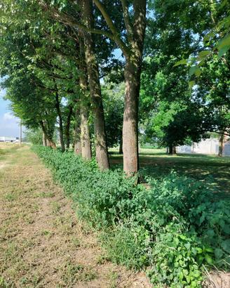 Legna