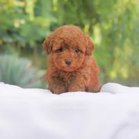 Cucciola di Barboncino RED