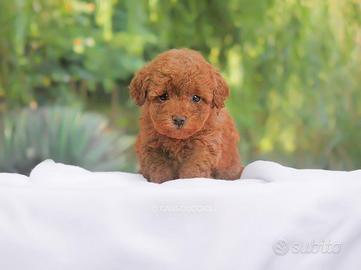 Cucciola di Barboncino RED