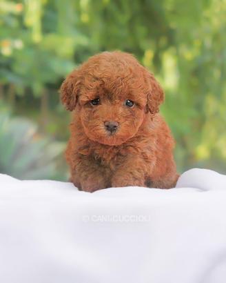 Cucciola di Barboncino RED