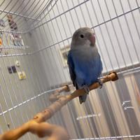 Pappagallo inseparabile