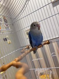 Pappagallo inseparabile