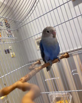 Pappagallo inseparabile