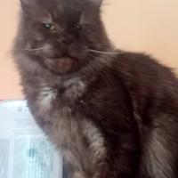 Maine Coon Black Smoke Pedigree