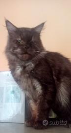 Maine Coon Black Smoke Pedigree