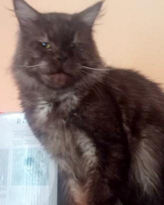Maine Coon Black Smoke Pedigree