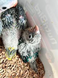 Pyrrhura Molinae Conuro guance verdi