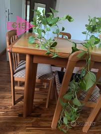 Pothos 145 cm – 8 steli, pianta da interno 🌿