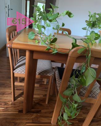 Pothos 145 cm – 8 steli, pianta da interno 🌿