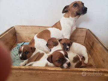 Cuccioli di Jack russel con pedigree