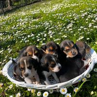 Cuccioli di beagle con pedigree