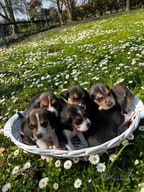 Cuccioli di beagle con pedigree