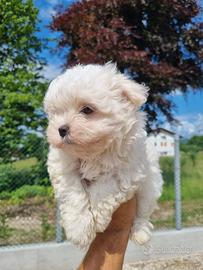 Maltesi cuccioli con pedigree