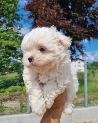 Maltesi cuccioli con pedigree