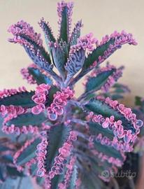Kalanchoe pink butterfly