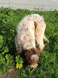 Cucciola di Lagotto da Tartufo