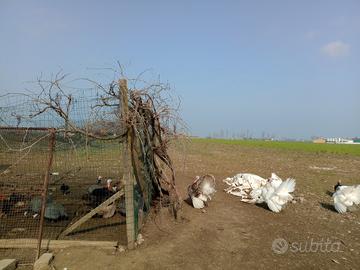 Maschi di tacchino nostrani