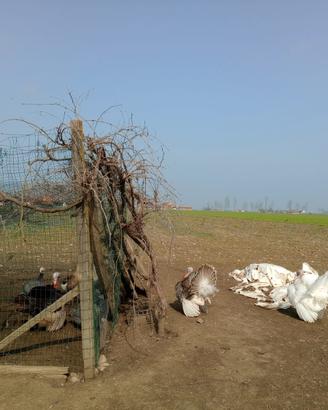 Maschi di tacchino nostrani