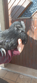 Galletto Cemani
