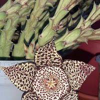 talee di stapelia