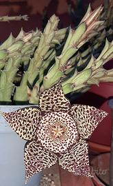 talee di stapelia