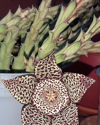 talee di stapelia