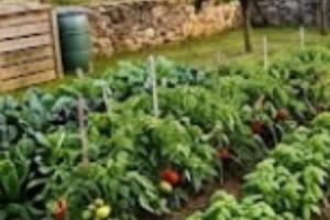 piccolo terreno agricolo / orto 