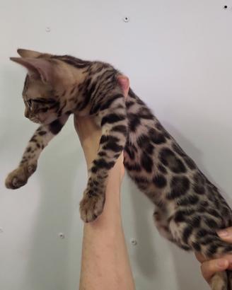 Cuccioli bengala