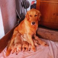 Cuccioli Golden Retriever - Ultimi disponibili