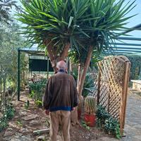 Grande albero di yucca elephantipes