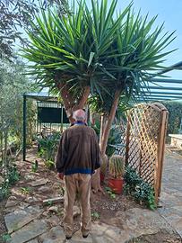 Grande albero di yucca elephantipes