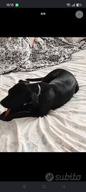 Simile labrador