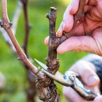 Giardinaggio, potatura, campagna ecc