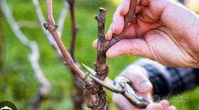 Giardinaggio, potatura, campagna ecc