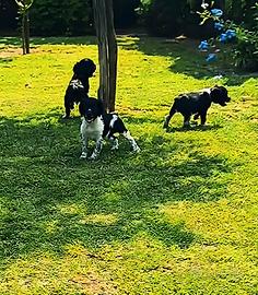Cuccioli di breton