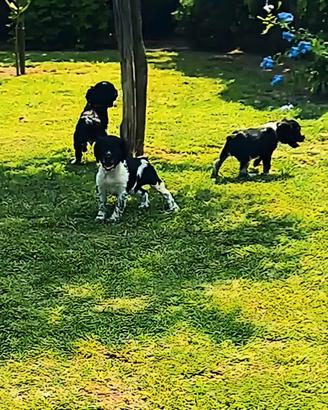 Cuccioli di breton