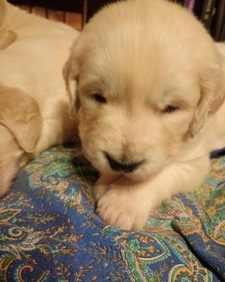 Golden Retriever cuccioli