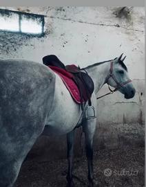  Castrone AA di 8 anni