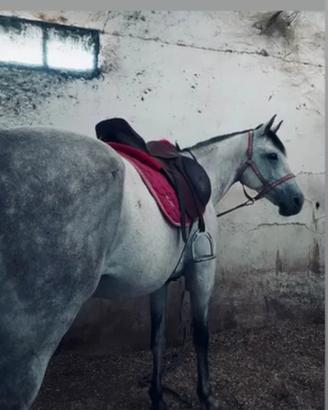  Castrone AA di 8 anni