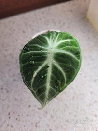 Alocasia black velvet baby