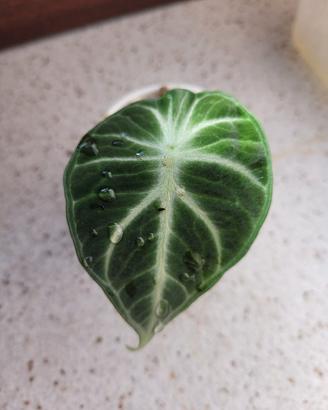 Alocasia black velvet baby