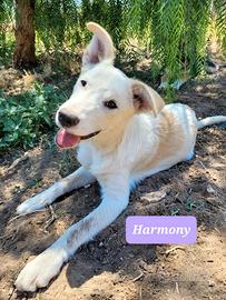 Cucciolo femmina 4 mesi
