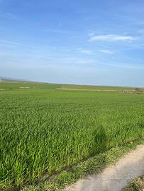 Terreni agricoli irrigui con titoli agea