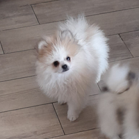 Spitz pomerania nano