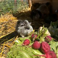 Porcellini d'india cavie peruviane a pelo lungo